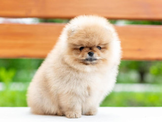 pomeraniuli-shpitsi