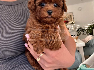 toy-poodle-girl-and-boy-fci-fcg