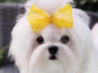 mini-maltese-boy-3-months-document-fci-fcg